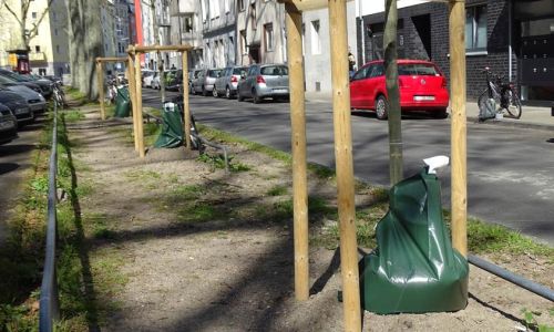 Stadtbäume sterben an Hitzestress und Trockenheit